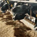 pakan ternak sumber serat