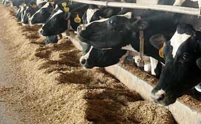 pakan ternak sumber serat