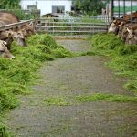 pakan serat tinggi ruminansia