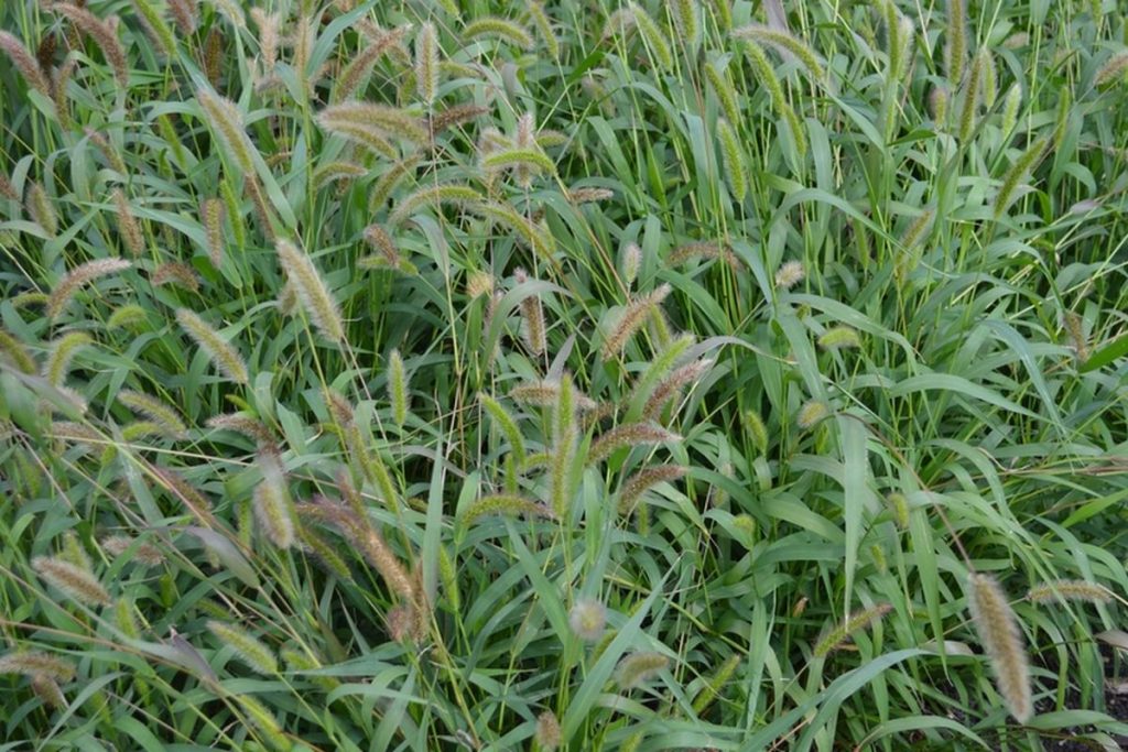 rumput setaria tahan kering