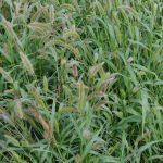 rumput setaria tahan kering