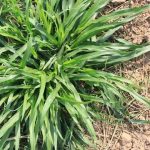 rumput pakchong cepat tumbuh