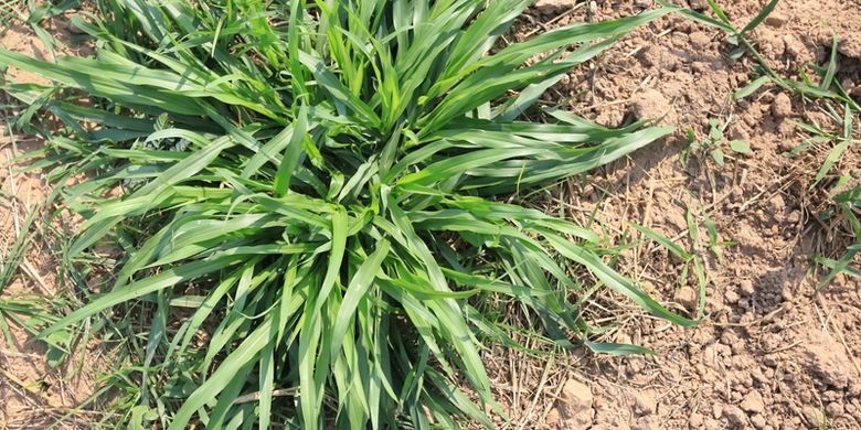 rumput pakchong cepat tumbuh