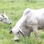 rumput brachiaria hijauan unggul