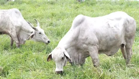 rumput brachiaria hijauan unggul
