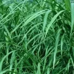 rumput campuran untuk pakan