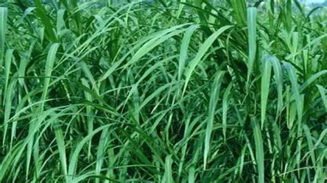 rumput campuran untuk pakan