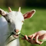 hijauan organik untuk kambing