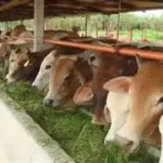 hijauan premium sapi potong