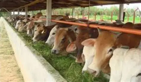 hijauan premium sapi potong