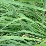 rumput setaria mudah dibudidayakan