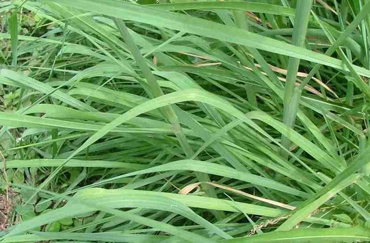 rumput setaria mudah dibudidayakan