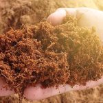 Penggunaan sabut kelapa dalam penyerapan air