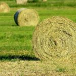 rumput kering hay ternak