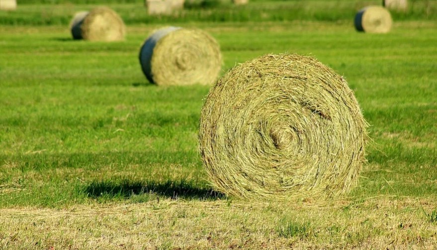 rumput kering hay ternak