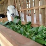 -hijauan cepat panen kambing