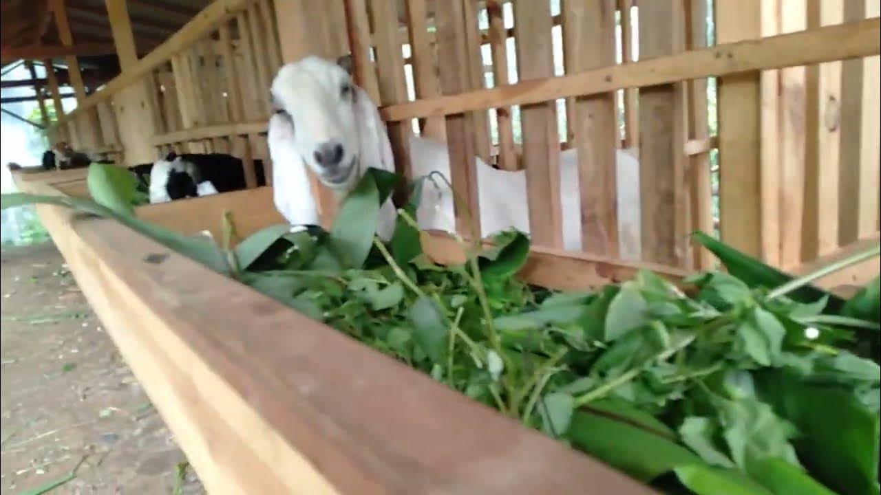 -hijauan cepat panen kambing