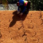 Meningkatkan kesuburan tanah dengan sabut kelapa