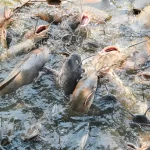 pakan lele tanpa modal