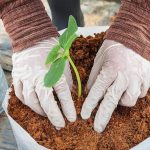 Sabut kelapa untuk campuran tanah kebun