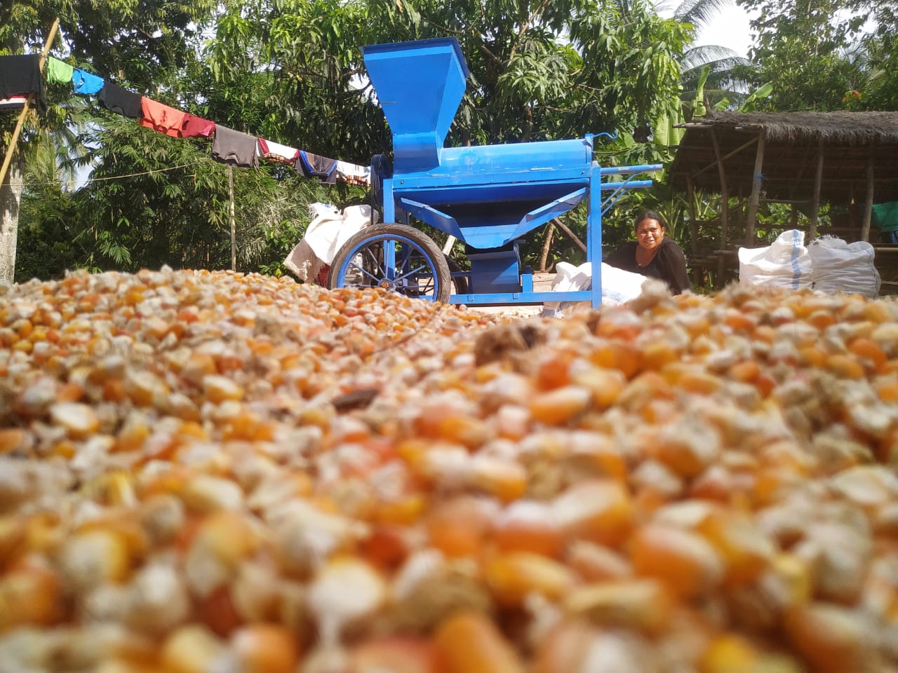 cara memipil jagung dengan cepat