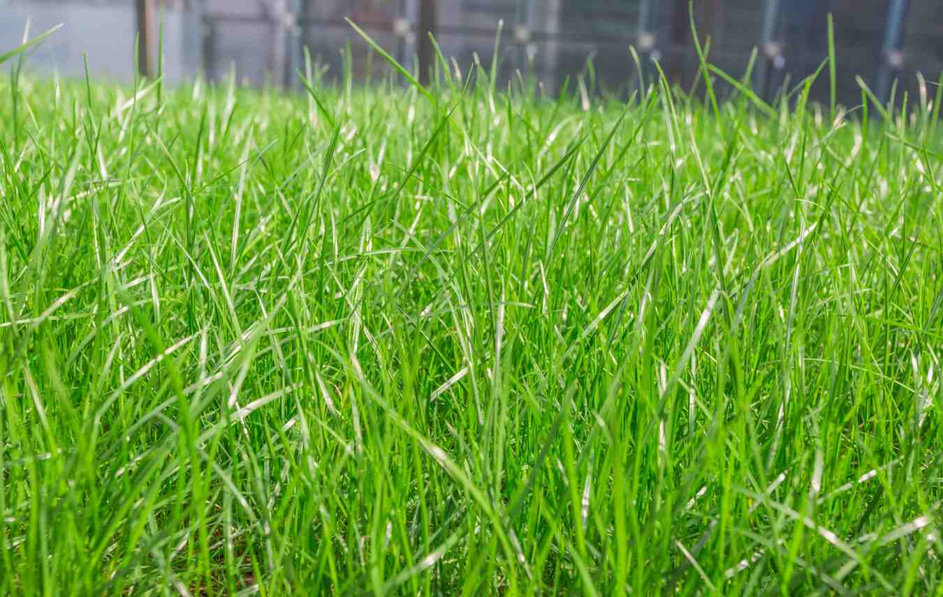 Usaha Peternakan Sapi dengan Pakan Efisien Lebih Untung