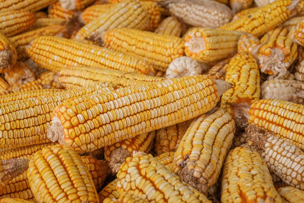 jenis jagung manis