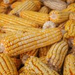 jenis jagung manis
