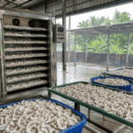 cara mengeringkan kelapa saat musim hujan