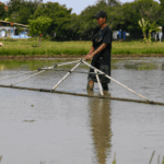 ketepatan jarak tanam padi