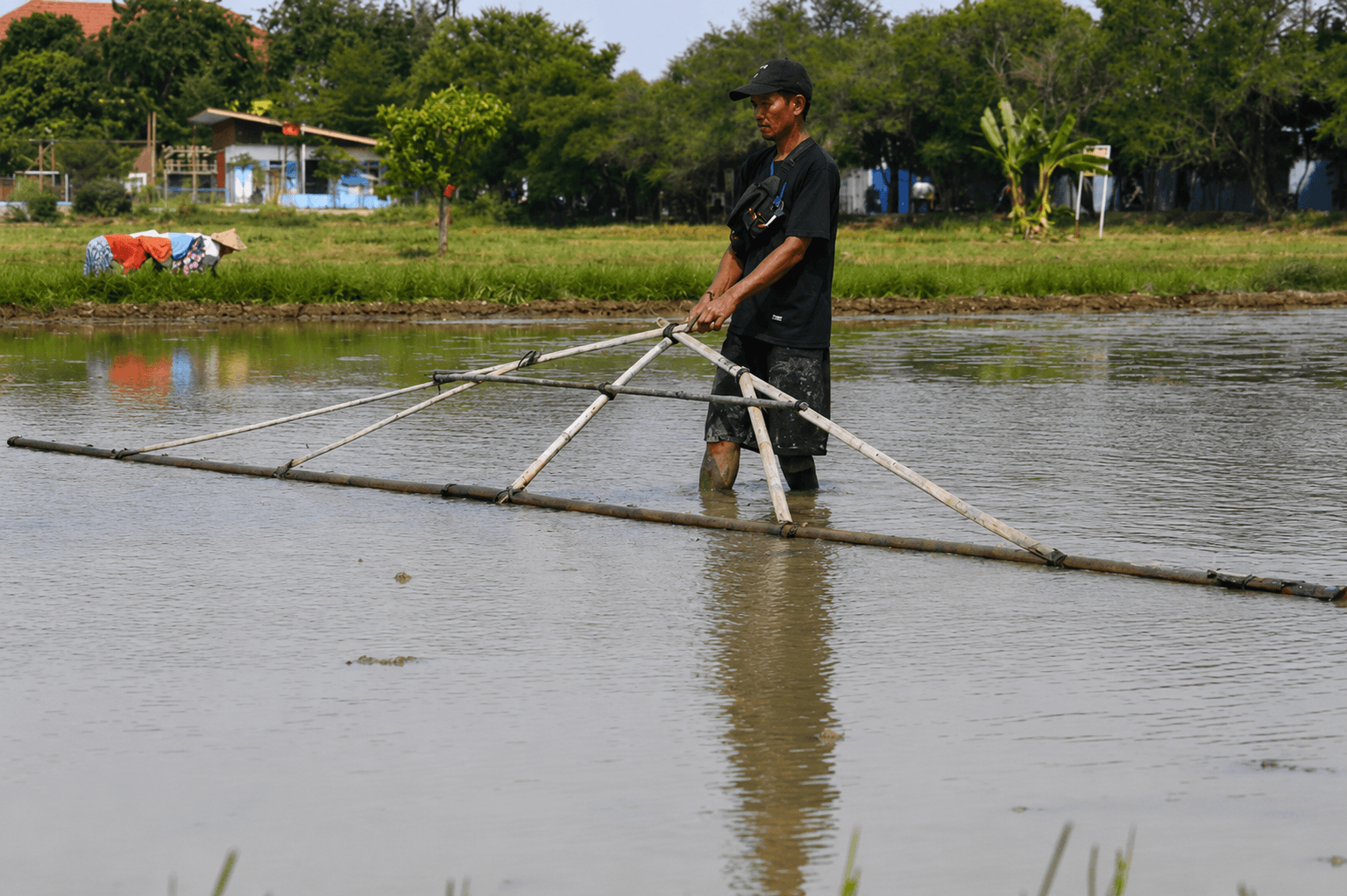 ketepatan jarak tanam padi