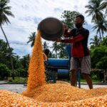 cara mempercepat pemipilan setelah panen
