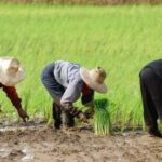 Cara Menggiling Padi Menjadi Beras Berkualitas