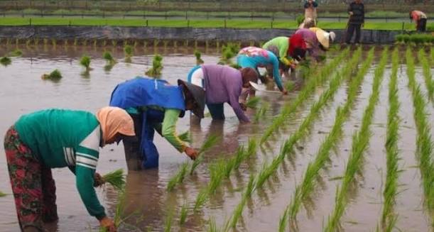 cara menggiling padi menjadi beras berkualitas