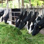 Cara Meningkatkan Kualitas Pakan Rumput Gajah Sapi