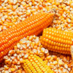 cara memipil jagung dengan cepat