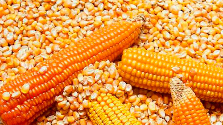 cara memipil jagung dengan cepat