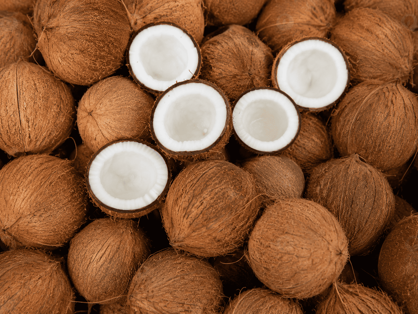 persiapan kelapa sebelum diolah