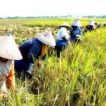 Cara Memanen Padi agar Tidak Rontok