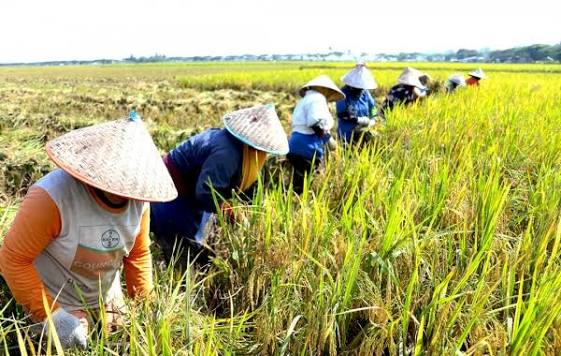 cara panen padi agar tidak banyak gabah terbuang