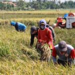 Cara Panen Padi agar Tidak Banyak Gabah Terbuang