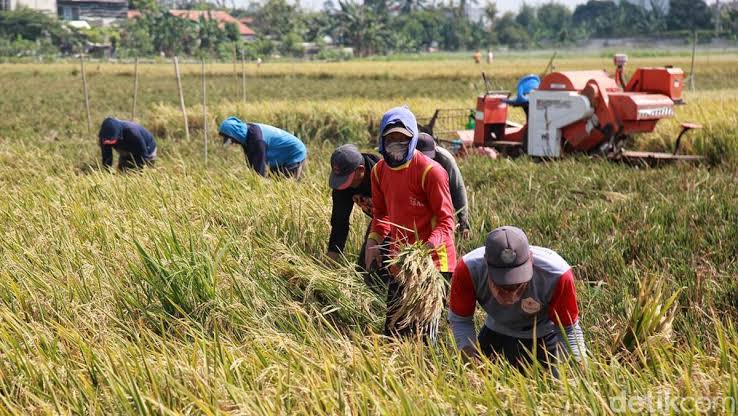 Cara Panen Padi agar Tidak Banyak Gabah Terbuang