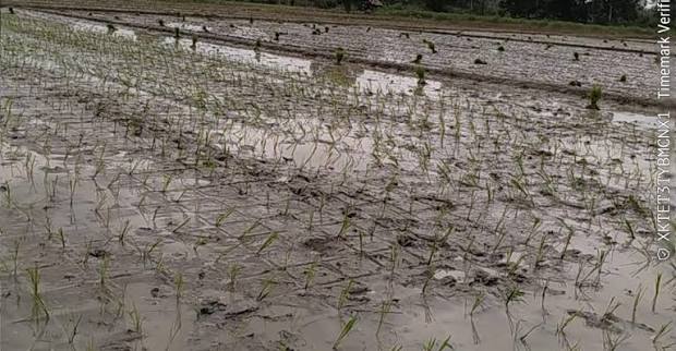 persiapan lahan tanam padi 