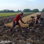 Persiapan Lahan Tanam Padi agar Hasil Panen Lebih Optimal