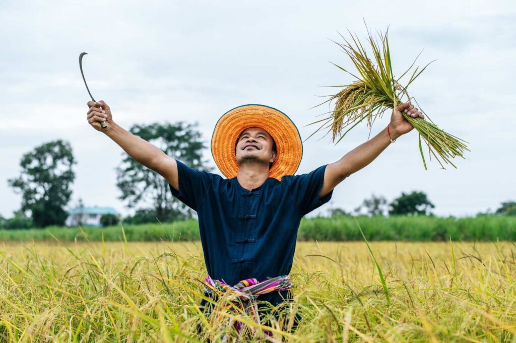 cara mempercepat panen padi