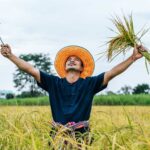 cara mempercepat panen padi