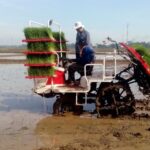 Keuntungan Penanaman Padi Secara Mekanis dan Kimiawi
