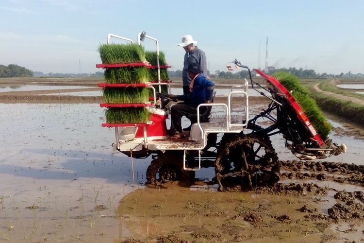 Keuntungan Penanaman Padi Secara Mekanis dan Kimiawi