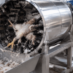 kenapa ayam direndam air panas