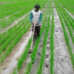 Cara Menanam Padi Lebih Teratur dan Rapi